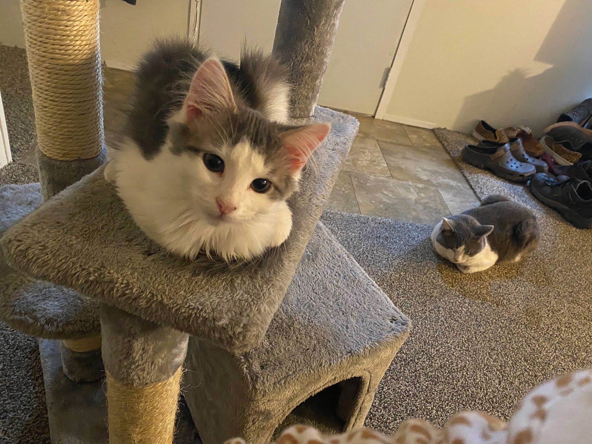 Minnie is registered to the contest to win money with this photo: box, cardboard, carnivore, cat, comfort, domestic_short_haired_cat, fawn, felidae, floor, flooring, fur, grey, hardwood, paw, small_to_medium_sized_cats, snout, tail, whiskers, window, wood