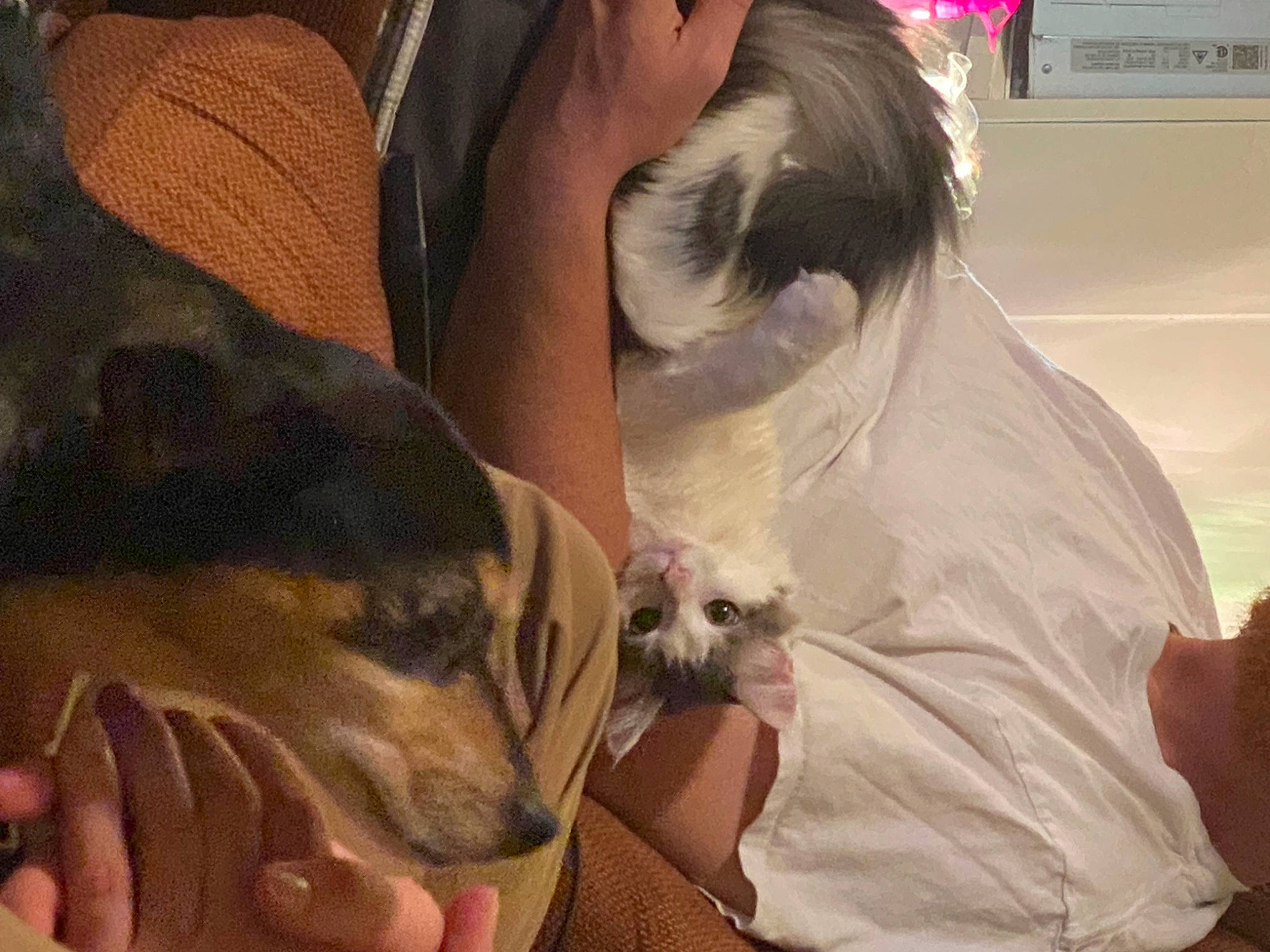 Minnie joined the competition — help win amazing prizes! canidae, carnivore, comfort, companion_dog, dog, dog_breed, ear, fawn, felidae, fur, mammal, nail, paw, small_to_medium_sized_cats, snout, sporting_group, toy_dog, vertebrate, whiskers, working_animal