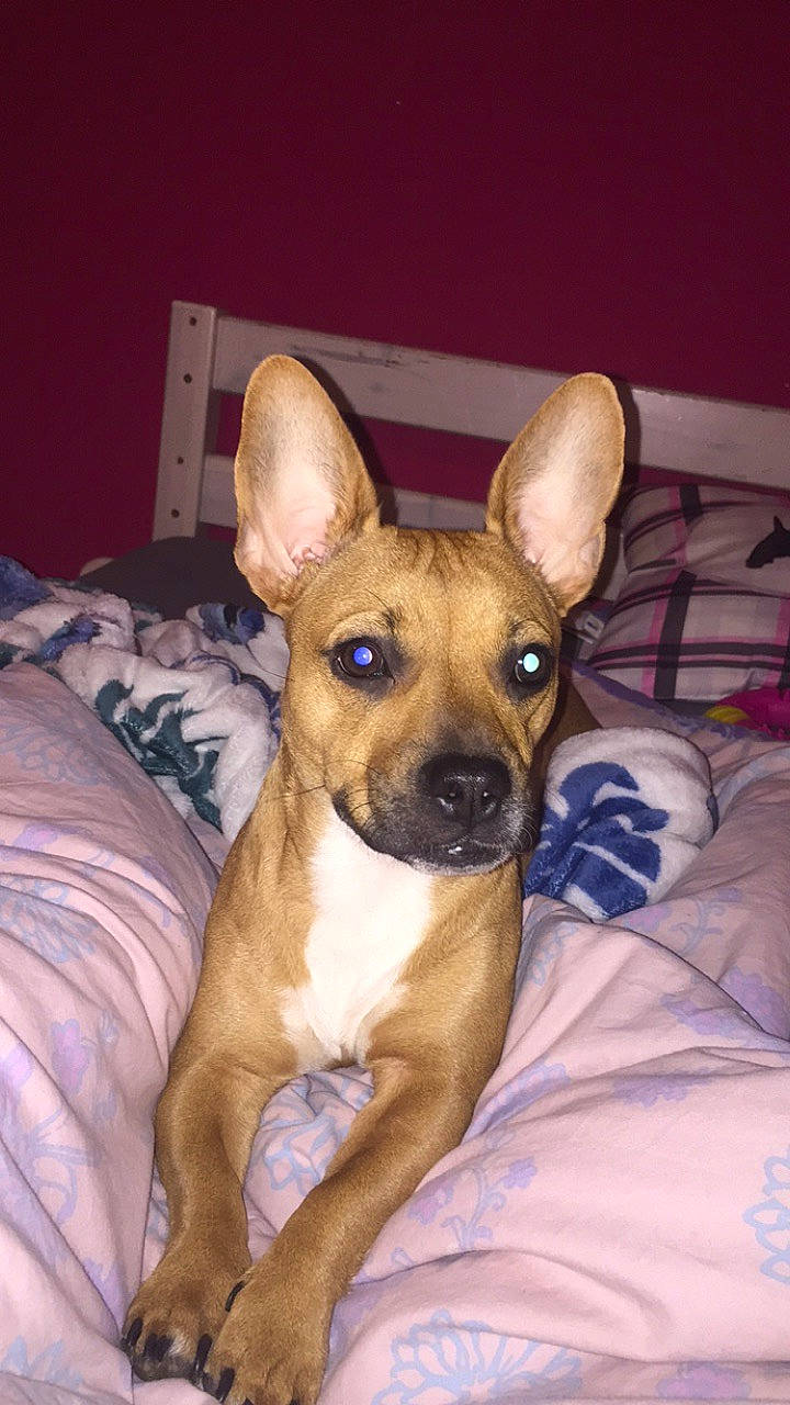 Plume participe au concours pour gagner de l'argent avec cette photo : canidae, carnivore, chihuahua, dog, dog_breed, ear, english_toy_terrier, fawn, mammal, puppy, rare_breed_dog, snout, toy_dog, vertebrate