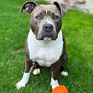 Vaïa participe au concours pour gagner de l'argent avec cette photo : dog, grass, orange_ball, pet, outdoor, animal, playful, brown_and_white, sitting, cute, pet_toy, close_up, canine, portrait, focused, ears, eyes, snout, fur, nature