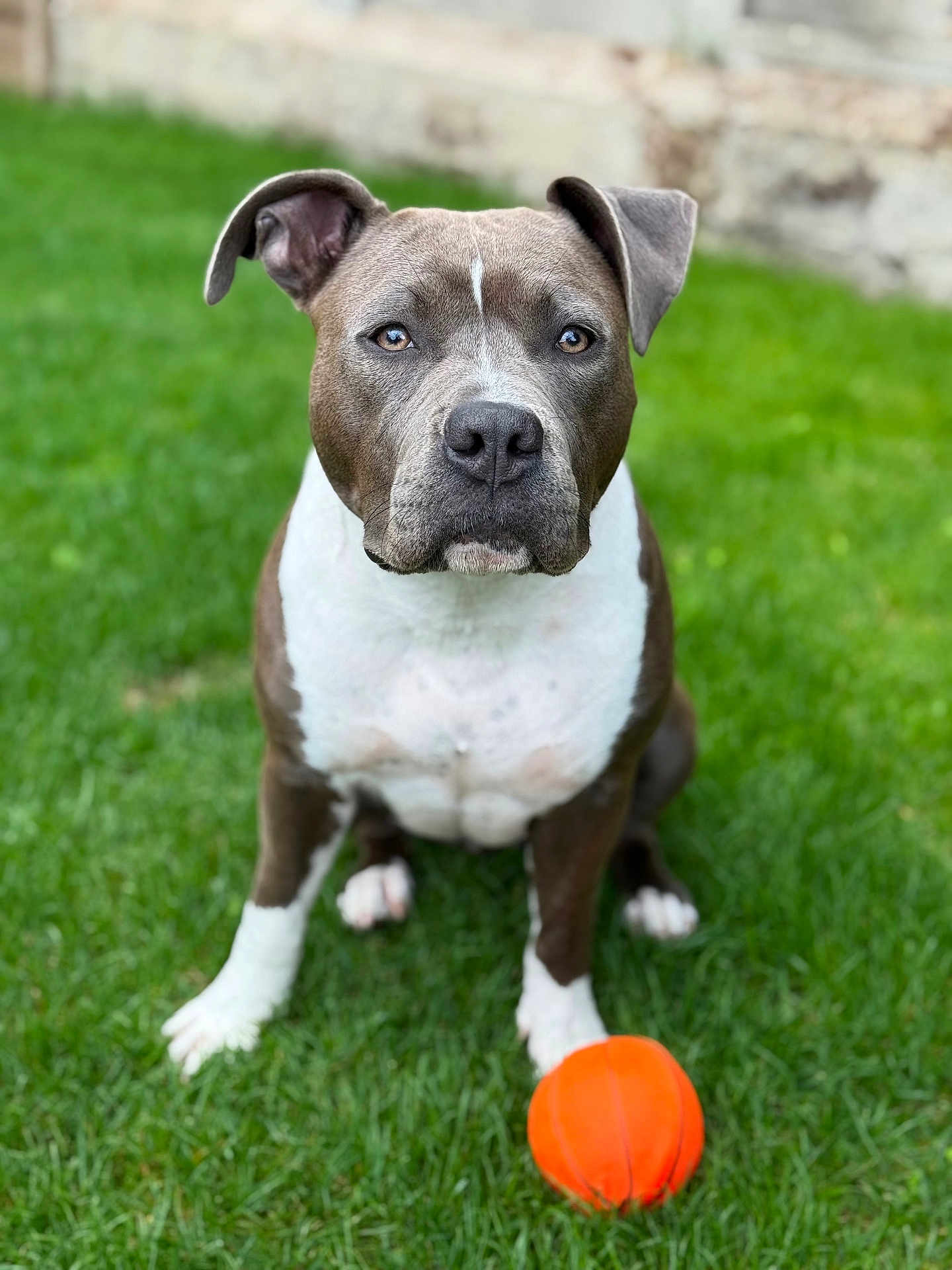 Vaïa participe au concours pour gagner de l'argent avec cette photo : dog, grass, orange_ball, pet, outdoor, animal, playful, brown_and_white, sitting, cute, pet_toy, close_up, canine, portrait, focused, ears, eyes, snout, fur, nature