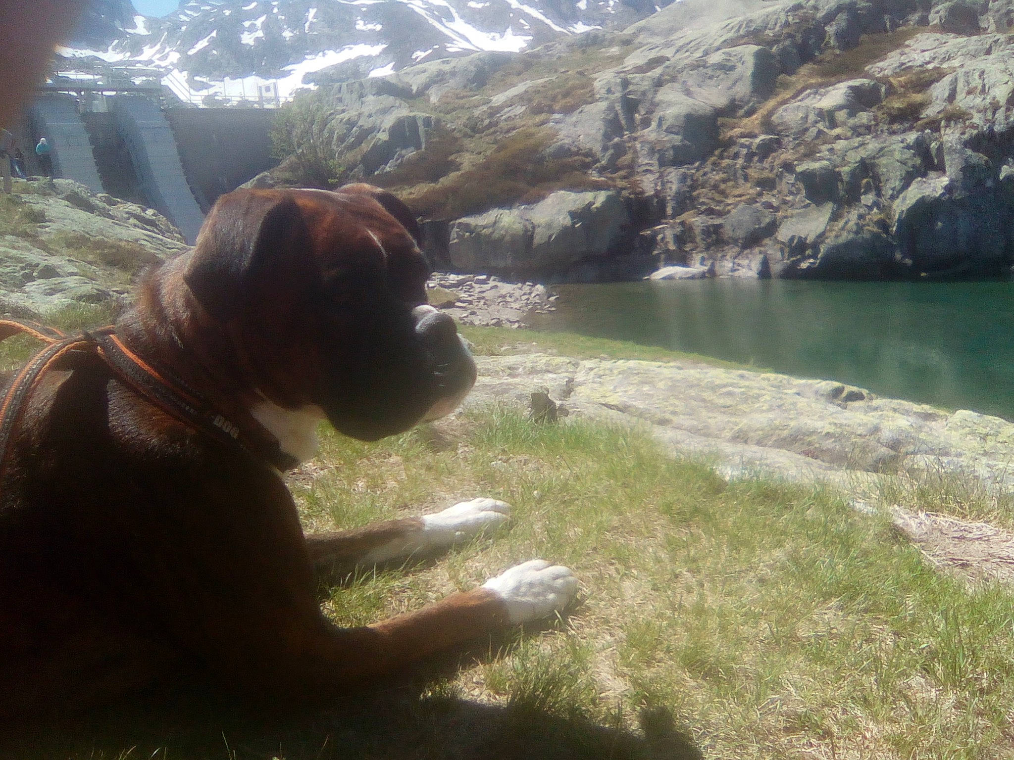 Kalane participe au concours pour gagner de l'argent avec cette photo : adventure, canidae, carnivore, dog, dog_breed, fawn, guard_dog, lake, mountain, rock, sporting_group, tourism, vacation, wilderness
