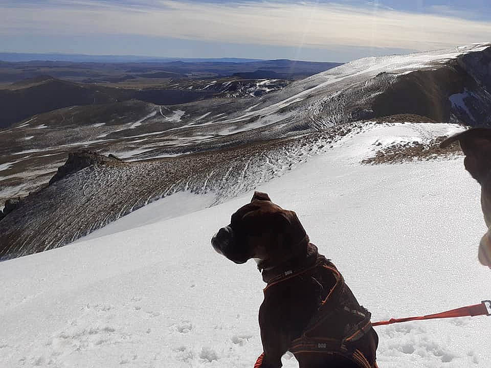 Kalane participe au concours pour gagner de l'argent avec cette photo : adventure, american_pit_bull_terrier, american_staffordshire_terrier, canidae, carnivore, dog, fell, guard_dog, mountain, mountain_range, mountainous_landforms, non_sporting_group, recreation, ridge, sky, slope, snow, sporting_group, summit, winter