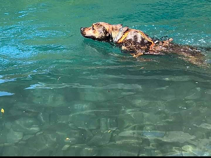 Mystic a rejoint le concours — aidez-le/la à gagner de superbes lots ! canidae, carnivore, dog, dog_breed, sporting_group