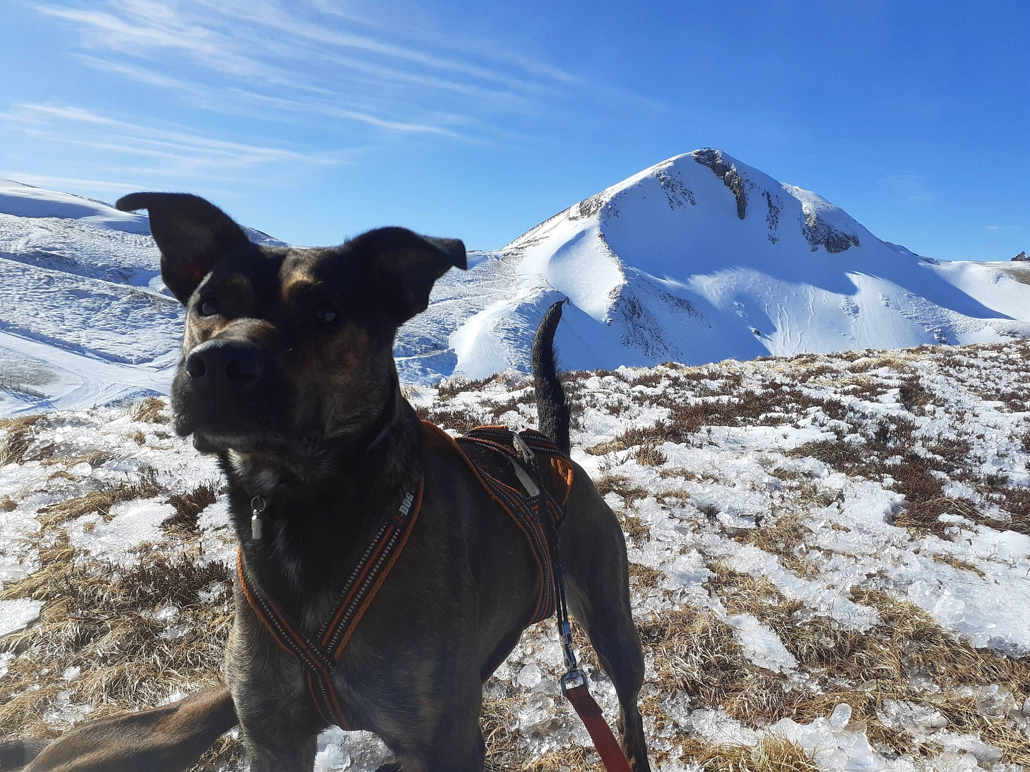 Mystic participe au concours pour gagner de l'argent avec cette photo : adventure, arctic, canidae, carnivore, dog, dog_breed, fawn, freezing, glacial_landform, hill, hunting_dog, ice, mountain, mountain_range, mountainous_landforms, non_sporting_group, rock, snow, sporting_group, winter