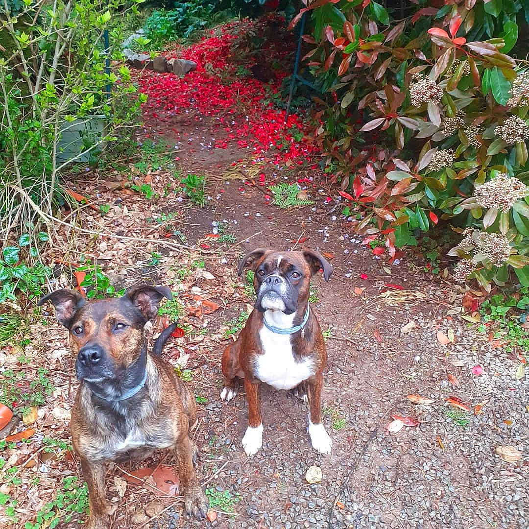 Mystic a rejoint le concours — aidez-le/la à gagner de superbes lots ! adventure, canidae, carnivore, dog, dog_breed, fawn, feist, mammal, mountain_cur, plant, tree