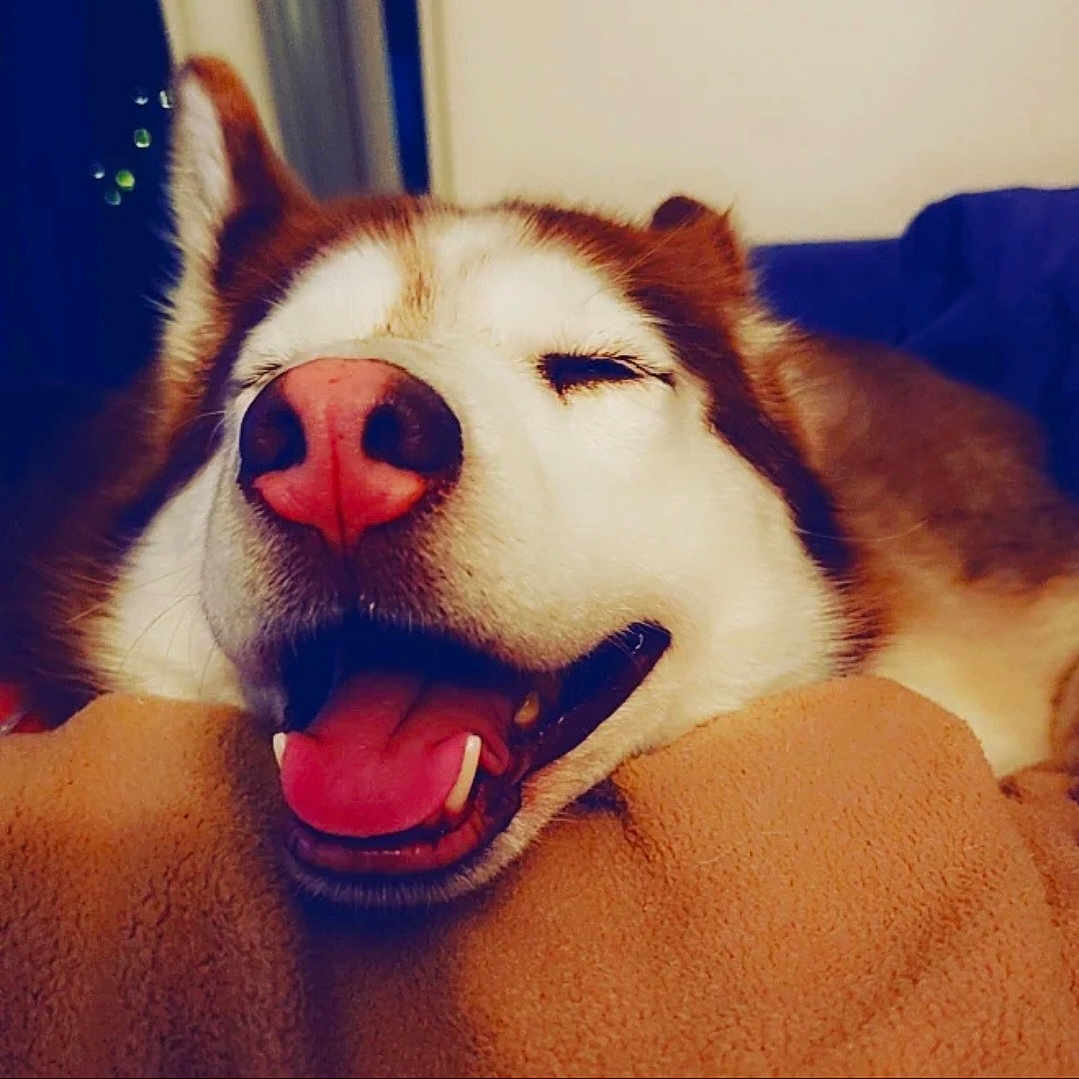 Freya joined the competition — help win amazing prizes! animal, ball, bodypart, canine, couch, dog, eskimodog, football, husky, mouth, person, pet, puppy, sleeping, snout, soccer, soccerball, sport, teeth, tongue