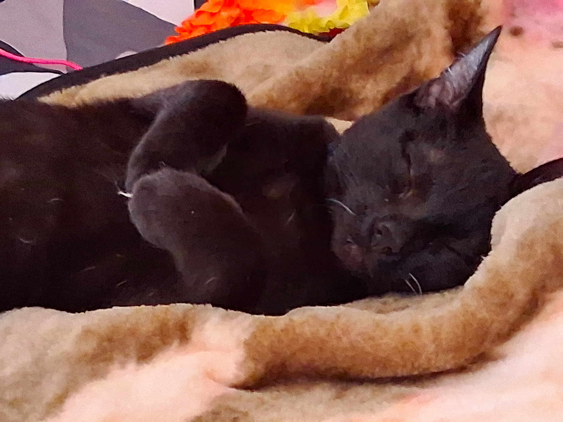 Midnight is registered to the contest to win money with this photo: cat, black_cat, sleeping, cozy, blanket, pet, fur, animal, resting, indoor, cute, relaxing, soft, closeup, mammal, whiskers, paw, feline, nap, comfort