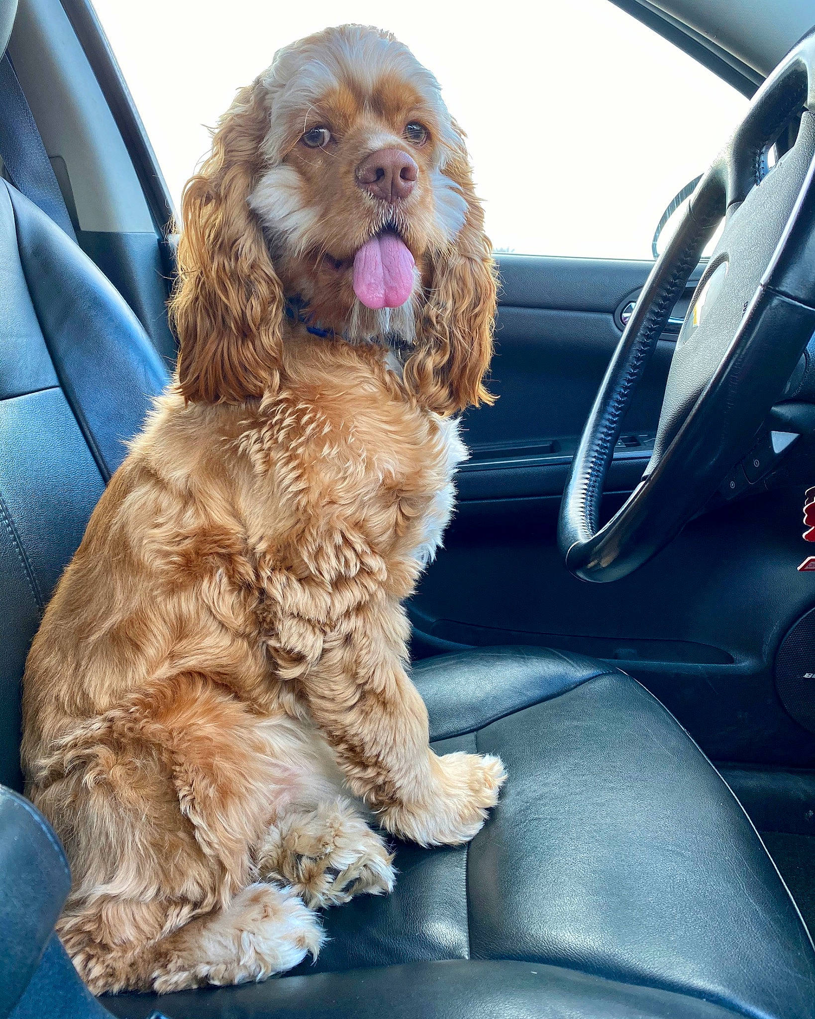 Simba is registered to the contest to win money with this photo: american_cocker_spaniel, canidae, car_seat, carnivore, cavapoo, cockapoo, cocker_spaniel, companion_dog, dog, dog_breed, english_cocker_spaniel, mammal, puppy, rare_breed_dog, snout, spaniel, sporting_group, sussex_spaniel, vertebrate