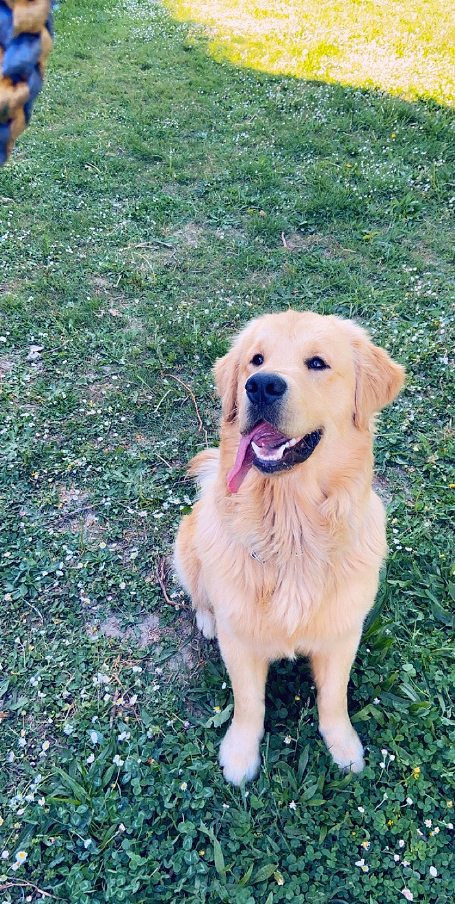 Prince a rejoint le concours — aidez-le/la à gagner de superbes lots ! canidae, carnivore, companion_dog, dog, dog_breed, fawn, flat_coated_retriever, golden_retriever, hovawart, labrador_retriever, mammal, retriever, sporting_group, vertebrate