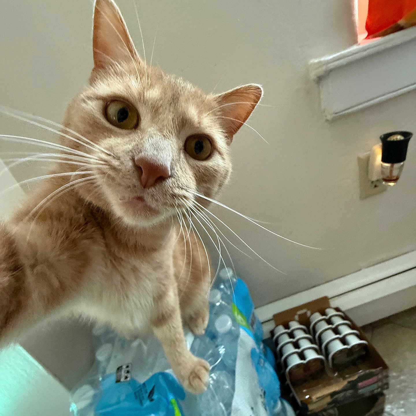 Tigger is registered to the contest to win money with this photo: animal, cans, cardboard_box, cat, close_up, curious, cute, expression, feline, floor, ginger_cat, household, indoor, light, pet, playful, wall, water_bottles, whiskers, window_sill