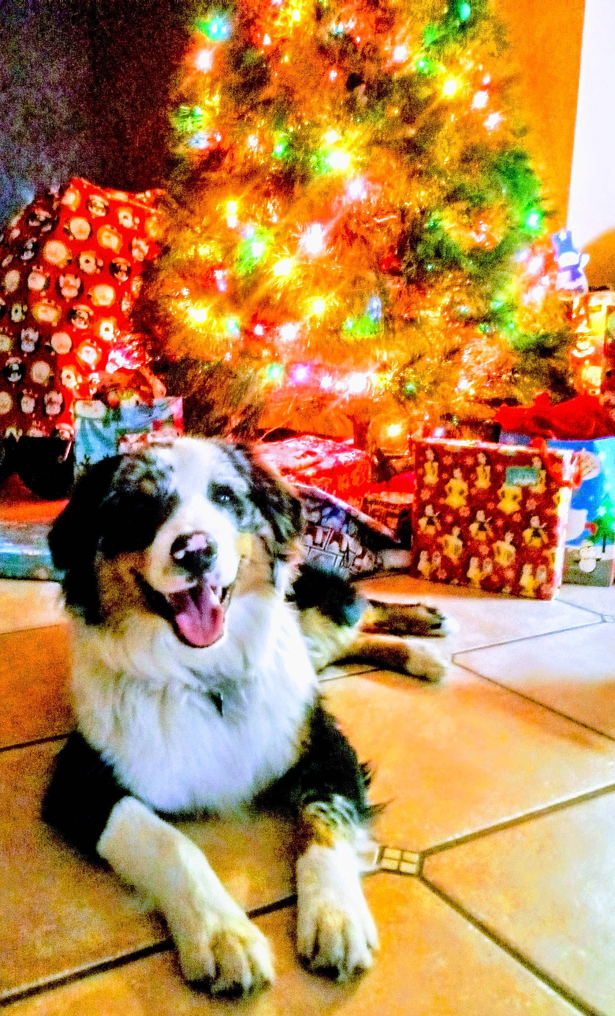 Titan joined the competition — help win amazing prizes! carnivore, christmas, christmas_decoration, christmas_ornament, christmas_tree, companion_dog, conifer, decoration, dog, dog_breed, event, fur, happy, herding_dog, holiday, interior_design, ornament, plant, sporting_group, tree