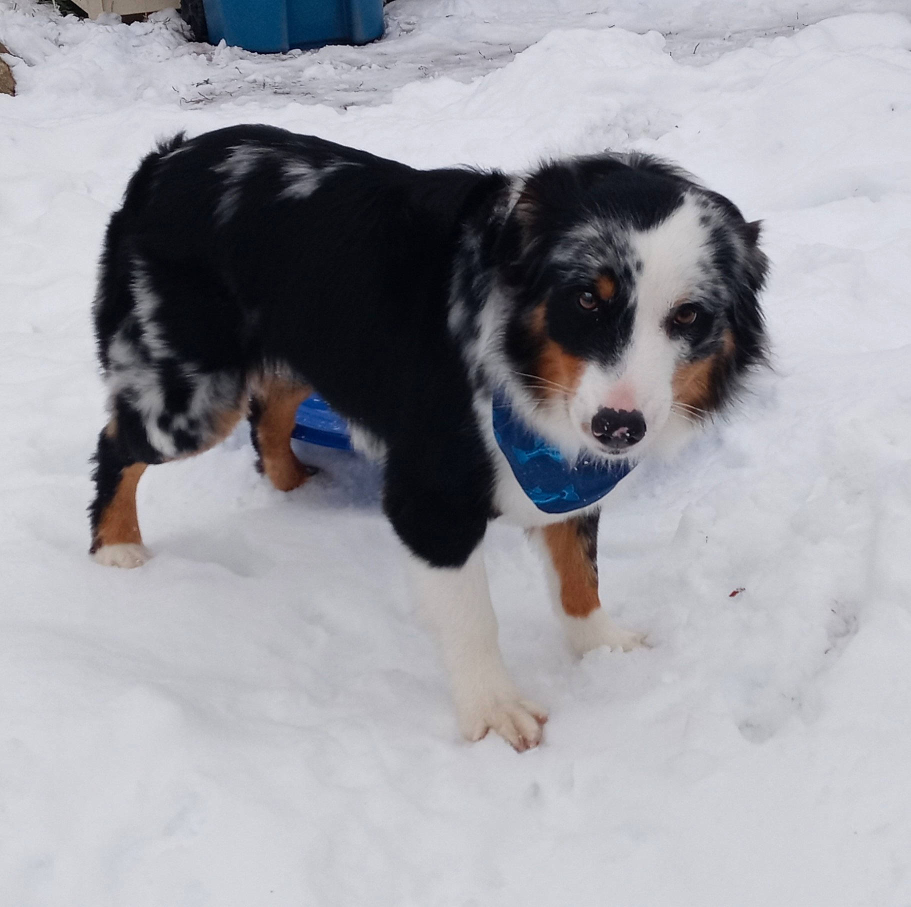 Titan is registered to the contest to win money with this photo: bernese_mountain_dog, carnivore, companion_dog, dog, dog_breed, freezing, fur, liquid, snout, snow, sporting_group, terrestrial_animal, winter, working_dog