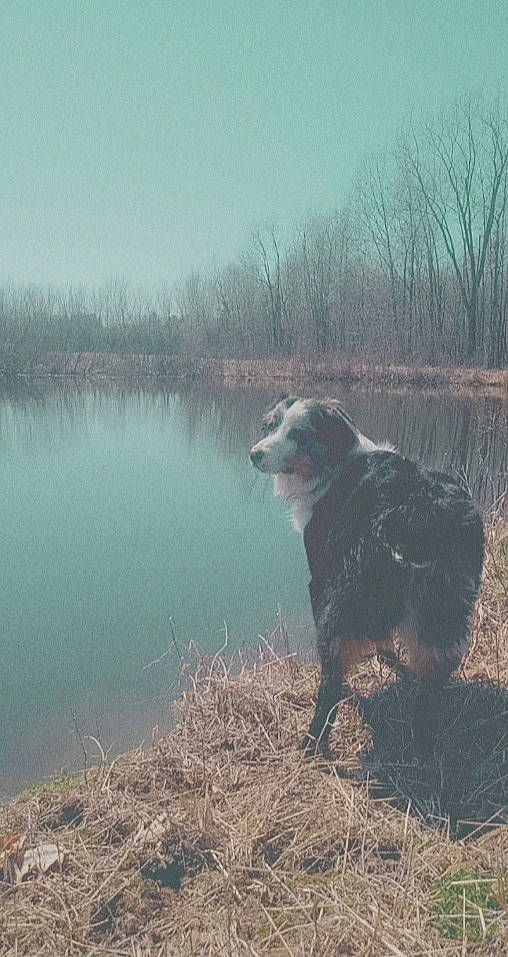 Titan is registered to the contest to win money with this photo: atmospheric_phenomenon, carnivore, dog, dog_breed, grass, herding_dog, lake, landscape, morning, natural_landscape, plant, sky, sporting_group, tail, terrestrial_animal, tree, water, water_resources, wilderness, working_animal
