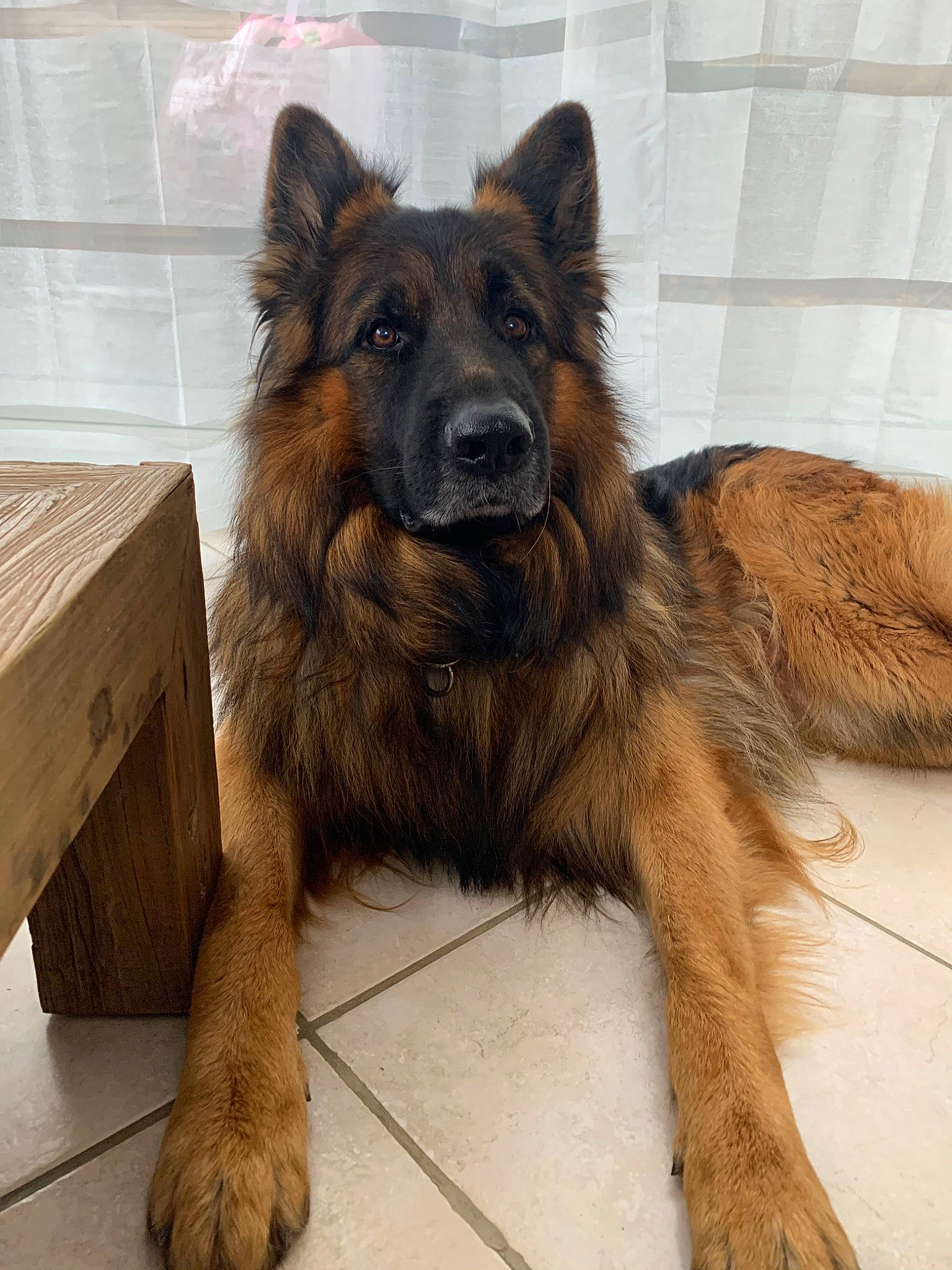 Max a rejoint le concours — aidez-le/la à gagner de superbes lots ! belgian_shepherd, bohemian_shepherd, canidae, carnivore, dog, dog_breed, east_european_shepherd, fawn, german_shepherd_dog, king_shepherd, kunming_wolfdog, mammal, old_german_shepherd_dog, rare_breed_dog, shiloh_shepherd_dog, snout, tervuren, vertebrate