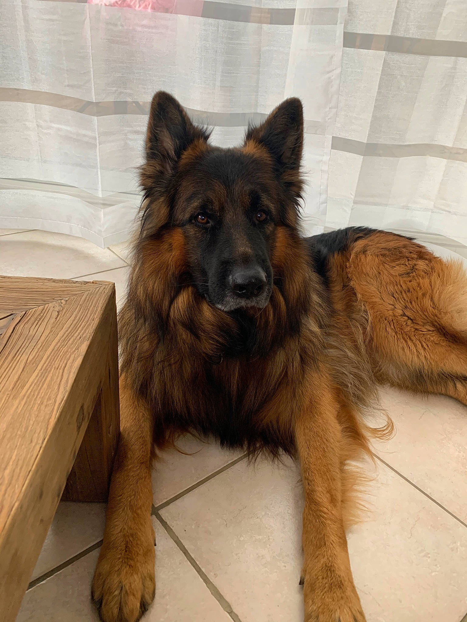Max a rejoint le concours — aidez-le/la à gagner de superbes lots ! belgian_shepherd, belgian_shepherd_malinois, bohemian_shepherd, canidae, carnivore, dog, dog_breed, east_european_shepherd, fawn, german_shepherd_dog, king_shepherd, kunming_wolfdog, mammal, old_german_shepherd_dog, rare_breed_dog, shiloh_shepherd_dog, snout, tervuren, vertebrate
