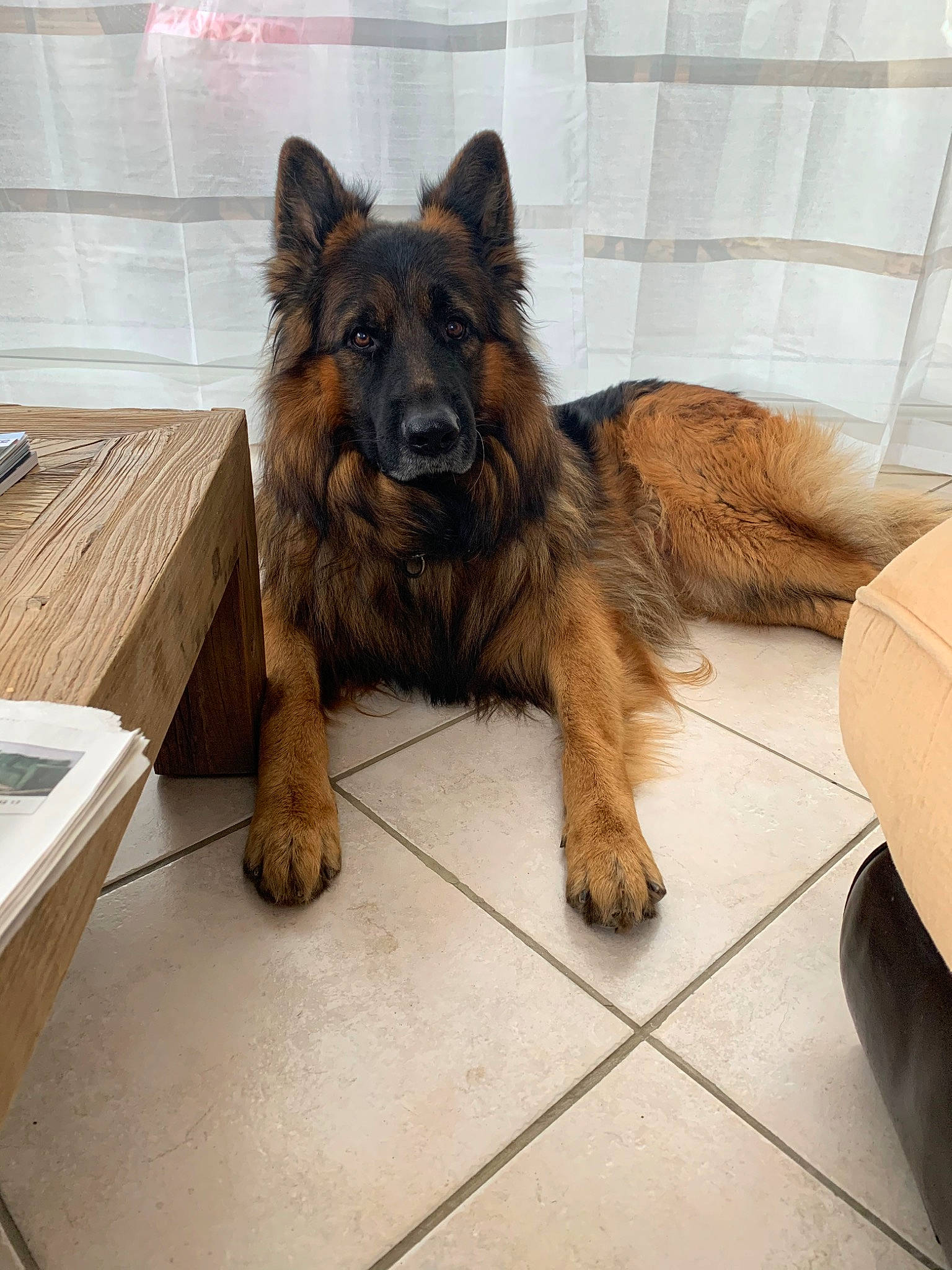 Max a rejoint le concours — aidez-le/la à gagner de superbes lots ! belgian_shepherd, belgian_shepherd_malinois, bohemian_shepherd, canidae, carnivore, companion_dog, dog, dog_breed, fawn, german_shepherd_dog, king_shepherd, mammal, old_german_shepherd_dog, rare_breed_dog, shiloh_shepherd_dog, snout, tervuren, vertebrate, working_dog