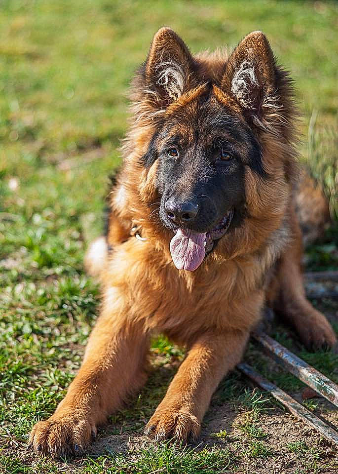 Max participe au concours pour gagner de l'argent avec cette photo : belgian_shepherd, belgian_shepherd_malinois, bohemian_shepherd, canidae, carnivore, dog, dog_breed, east_european_shepherd, fawn, german_shepherd_dog, king_shepherd, kunming_wolfdog, mammal, old_german_shepherd_dog, rare_breed_dog, shiloh_shepherd_dog, snout, sporting_group, tervuren, vertebrate