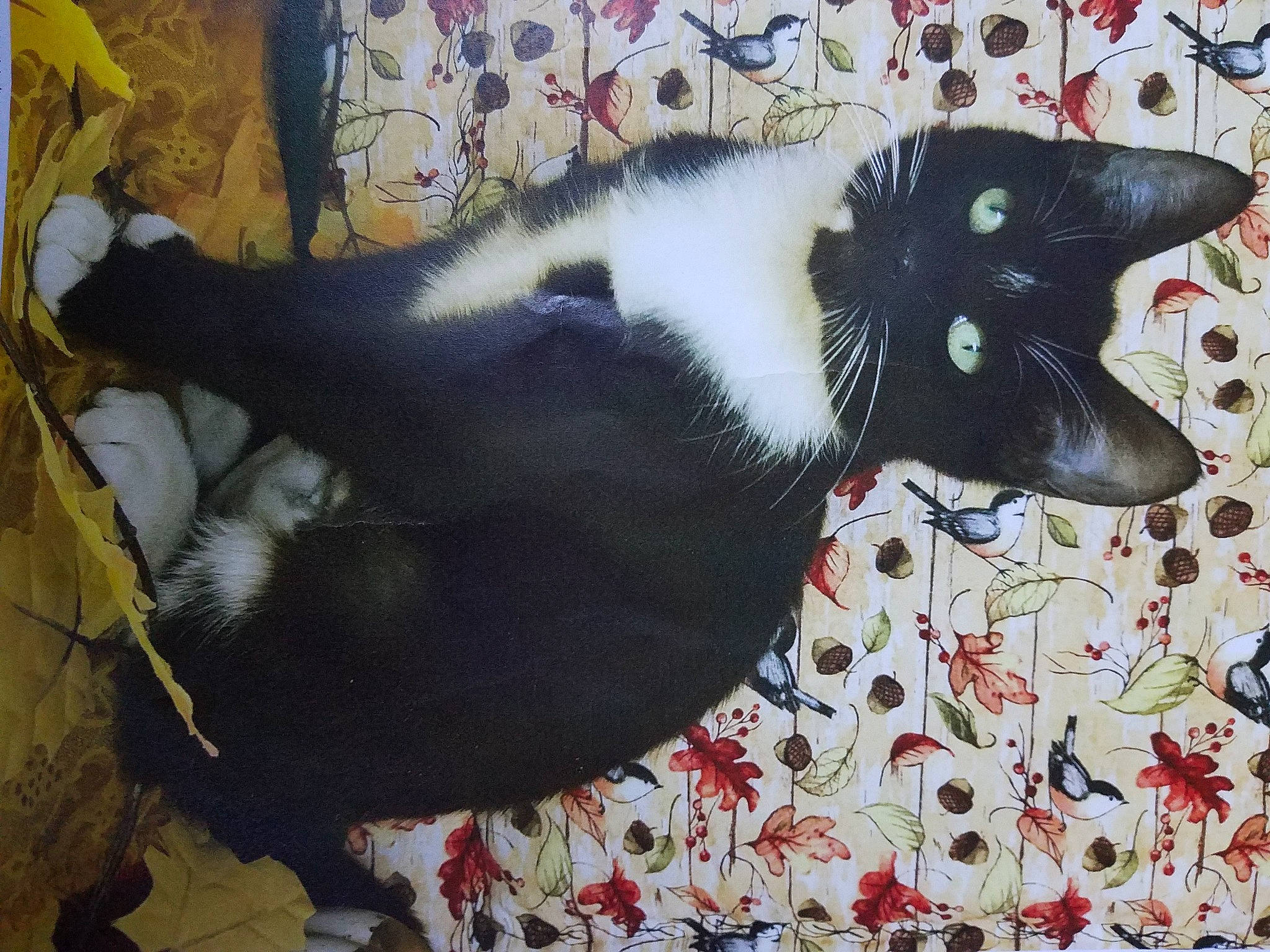 Luna joined the competition — help win amazing prizes! black_cat, canidae, carmine, carnivore, cat, comfort, dog_breed, domestic_short_haired_cat, felidae, flooring, fur, linens, non_sporting_group, pattern, small_to_medium_sized_cats, snout, tail, terrestrial_animal, whiskers