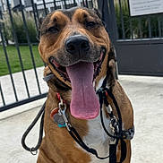 Ruby is registered to the contest to win money with this photo: dog, happy, tongue_out, pet, leash, collar, outdoor, concrete, fence, gate, sign, dog_park, brown_dog, white_paws, sitting, sunny, day, grass, building, residential