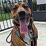 dog, happy, tongue_out, pet, leash, collar, outdoor, concrete, fence, gate, sign, dog_park, brown_dog, white_paws, sitting, sunny, day, grass, building, residential