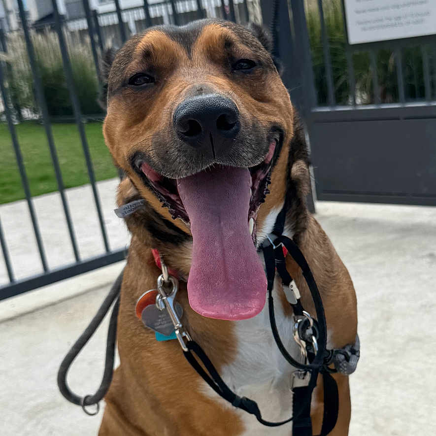 Ruby is registered to the contest to win money with this photo: brown_dog, building, collar, concrete, day, dog, dog_park, fence, gate, grass, happy, leash, outdoor, pet, residential, sign, sitting, sunny, tongue_out, white_paws