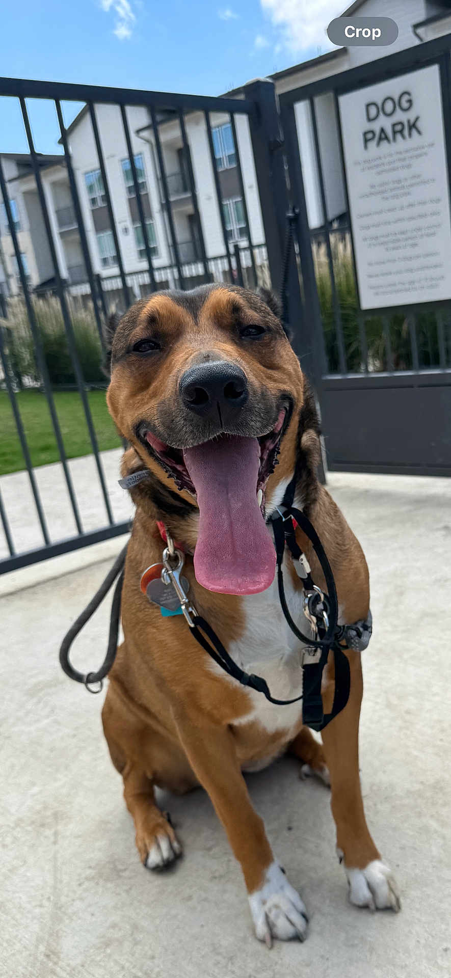 Ruby is registered to the contest to win money with this photo: dog, happy, tongue_out, pet, leash, collar, outdoor, concrete, fence, gate, sign, dog_park, brown_dog, white_paws, sitting, sunny, day, grass, building, residential