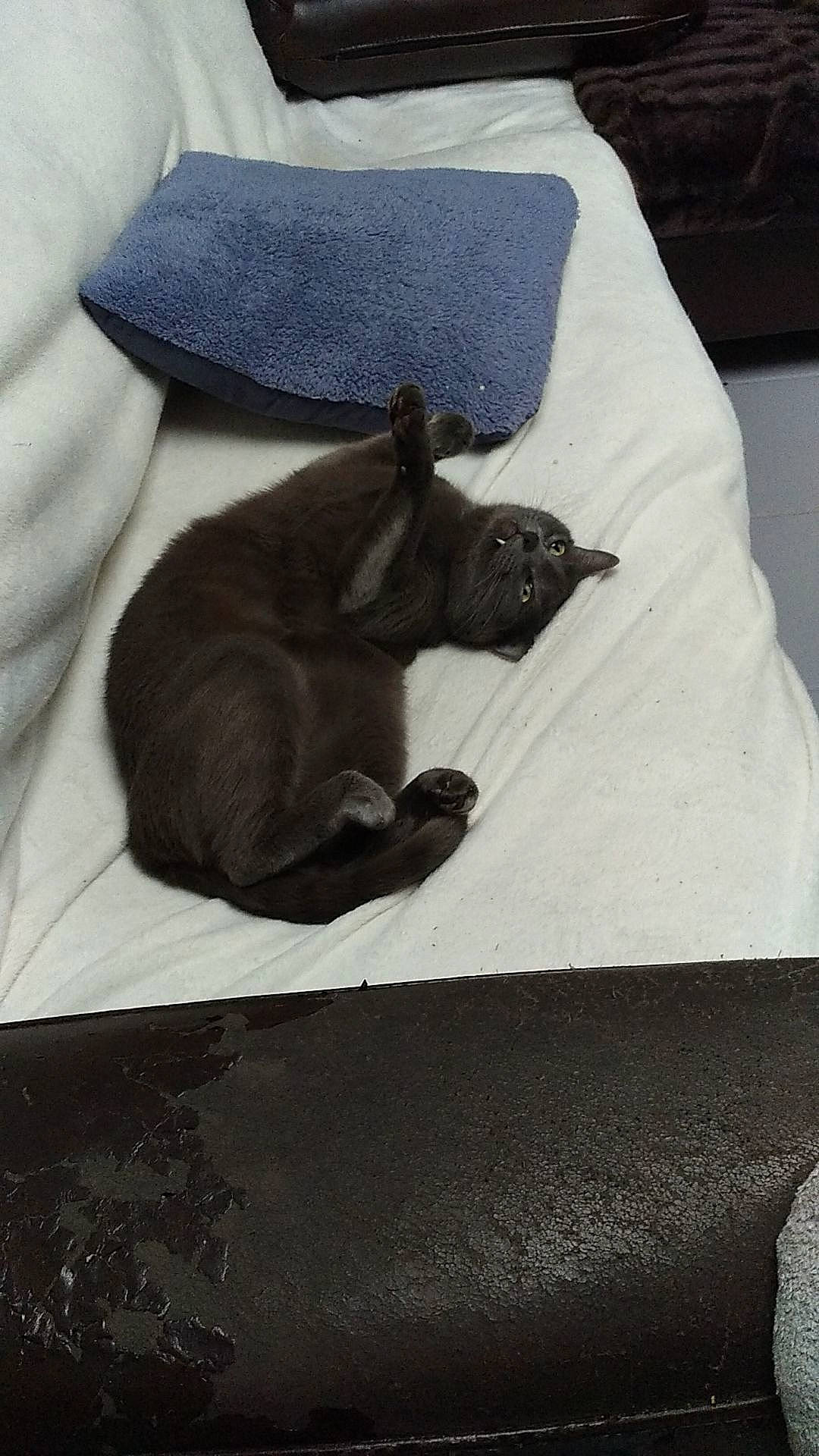 Malow participe au concours pour gagner de l'argent avec cette photo : black_cat, burmese, carnivore, cat, comfort, felidae, korat, nap, russian_blue, small_to_medium_sized_cats