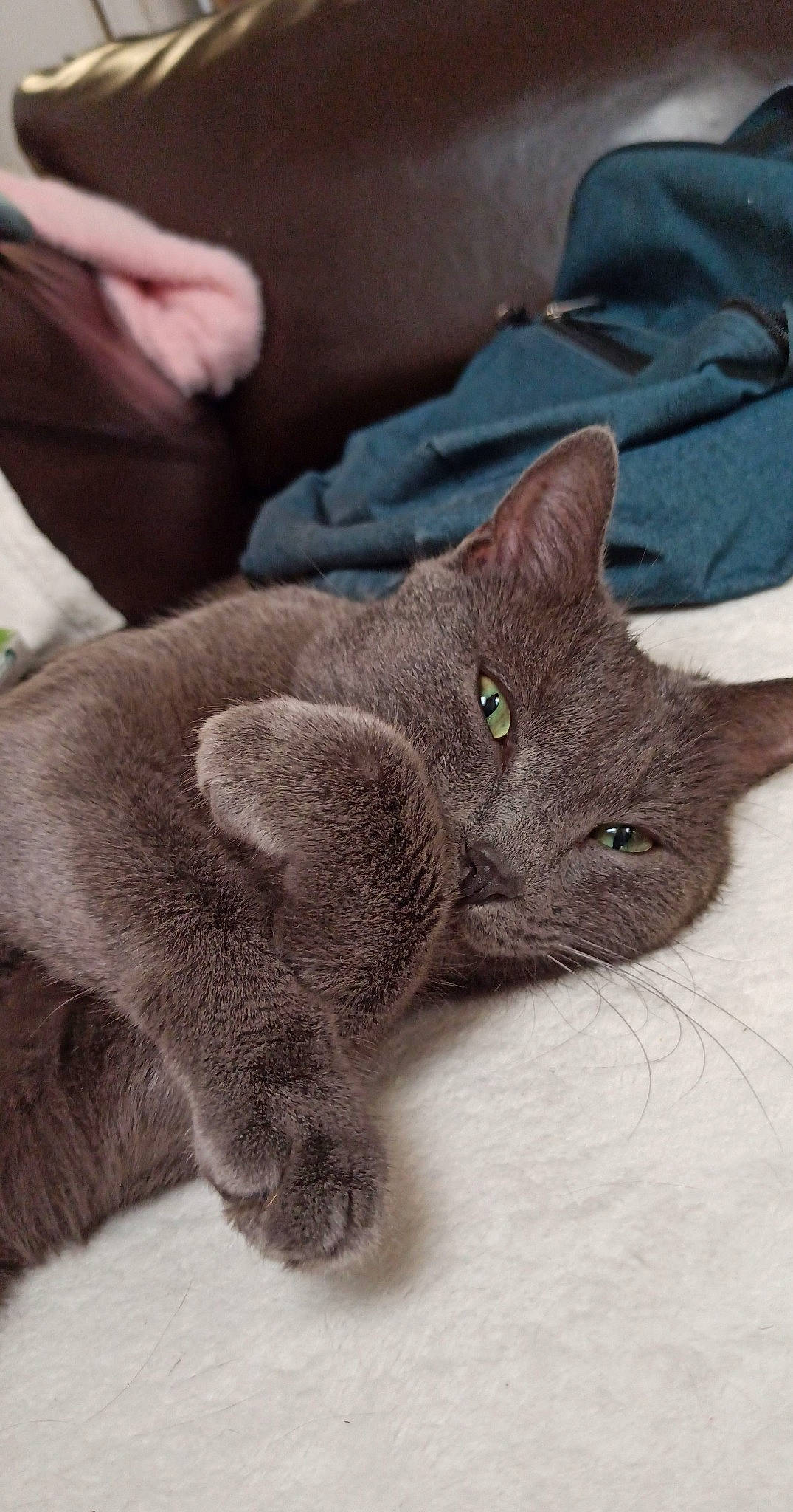 Malow a rejoint le concours — aidez-le/la à gagner de superbes lots ! british_shorthair, carnivore, cat, chartreux, domestic_short_haired_cat, ear, felidae, fur, kitten, korat, mammal, nebelung, russian_blue, small_to_medium_sized_cats, whiskers