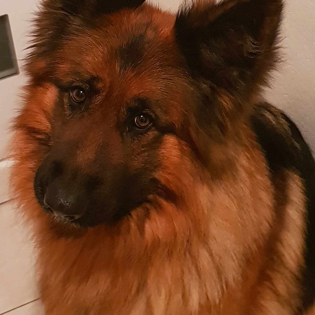 Miska