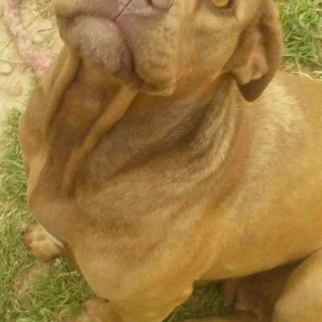 Moon Zappa is registered to the contest to win money with this photo: dog, brown_dog, pet, animal, grass, outdoor, rope_toy, canine, sitting, looking_up, ears, nose, fur, paws, companion, domestic_animal, mammal, friendly, nature, portrait