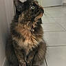 animal, cat, collar, curious, domestic, ears, feline, floor, fluffy, fur, home, indoor, looking_up, pet, quiet, side_view, sitting, tile, tortoiseshell, whiskers