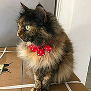 Nougatine participe au concours pour gagner de l'argent avec cette photo : cat, tortoiseshell, fluffy, bow, red_bow, pet, indoor, cardboard_box, feline, side_view, whiskers, paws, fur, domestic_animal, looking_away, curious, animal, cute, household, mammal