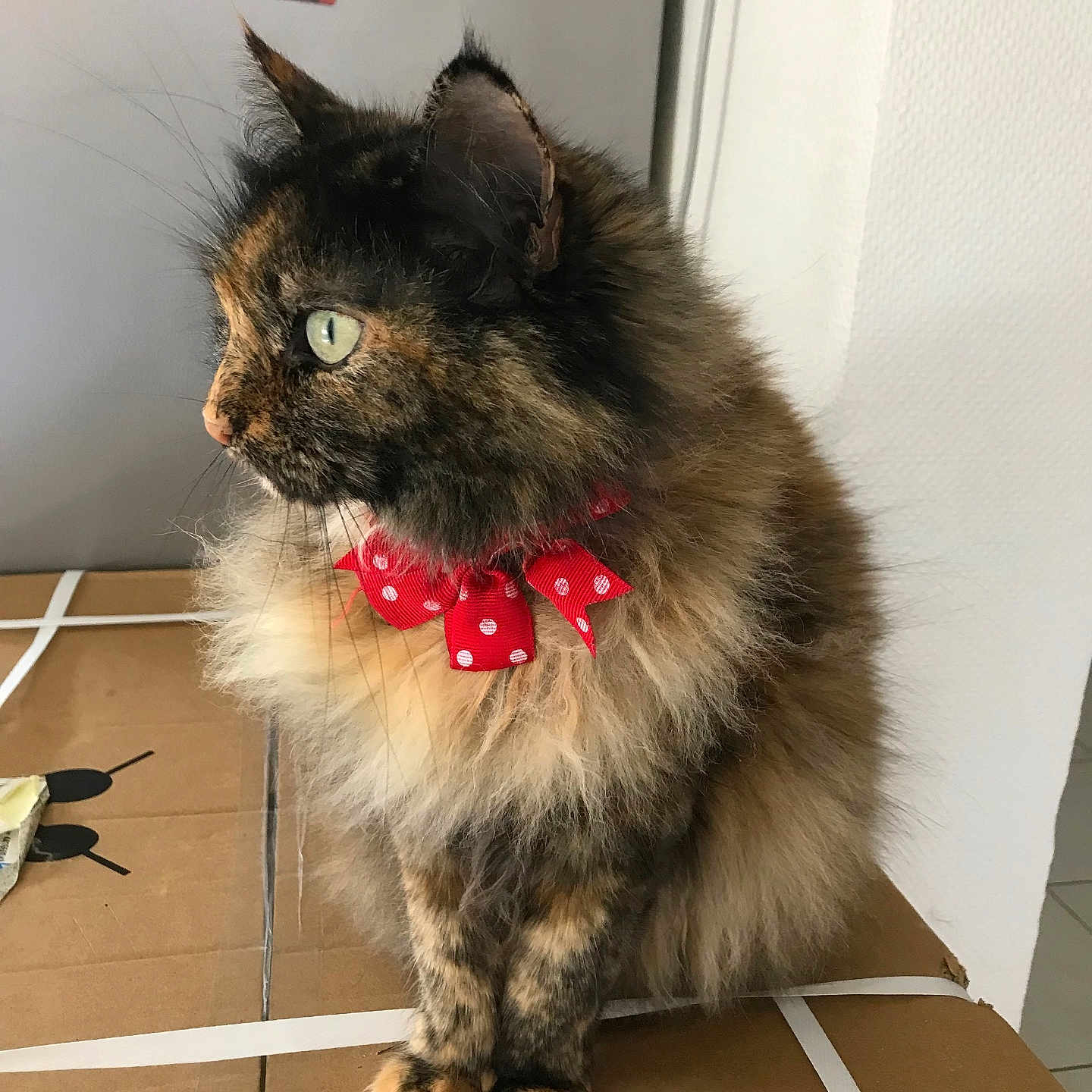 Nougatine participe au concours pour gagner de l'argent avec cette photo : cat, tortoiseshell, fluffy, bow, red_bow, pet, indoor, cardboard_box, feline, side_view, whiskers, paws, fur, domestic_animal, looking_away, curious, animal, cute, household, mammal