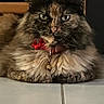 Nougatine participe au concours pour gagner de l'argent avec cette photo : animal, bell, cat, closeup, collar, cute, domestic, ears, eyes, feline, floor, fluffy, fur, indoor, pet, portrait, resting, tile, tortoiseshell, whiskers