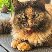 Nougatine a rejoint le concours — aidez-le/la à gagner de superbes lots ! amber_eyes, animal, background_blur, cat, closeup, collar, feline, fluffy, fur, greenery, nature, outdoor, paws, pet, portrait, relaxed, sunlight, tortoiseshell, whiskers, wooden_deck