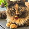 amber_eyes, animal, background_blur, cat, closeup, collar, feline, fluffy, fur, greenery, nature, outdoor, paws, pet, portrait, relaxed, sunlight, tortoiseshell, whiskers, wooden_deck