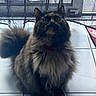 animal, cat, collar, curtain, cute, domestic, eyes, feline, fluffy, fur, home, indoor, looking_up, pet, sitting, tail, tile_floor, tortoiseshell, whiskers, window