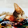 animal, bed, bedroom, cat, colorful_blanket, cozy, ears, eyes, face, fur, indoors, lying_down, pet, photography, portrait, relaxed, sleepy, soft_lighting, tabby, whiskers