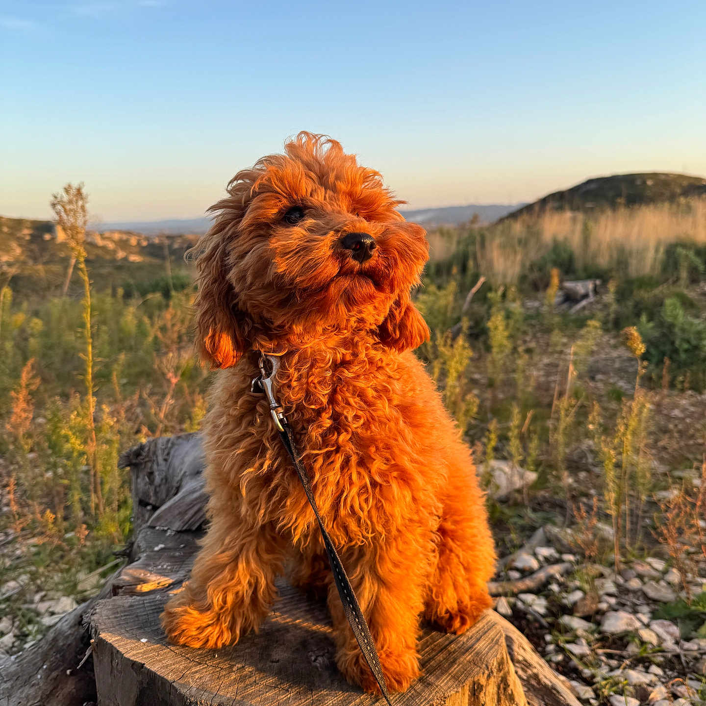Vanille a rejoint le concours — aidez-le/la à gagner de superbes lots ! airedale, animal, canine, dog, nature, outdoors, pet, photography, plant, poodle, puppy, reed, rock, soil, terrier, tree, treestump, treetrunk, wilderness, wood