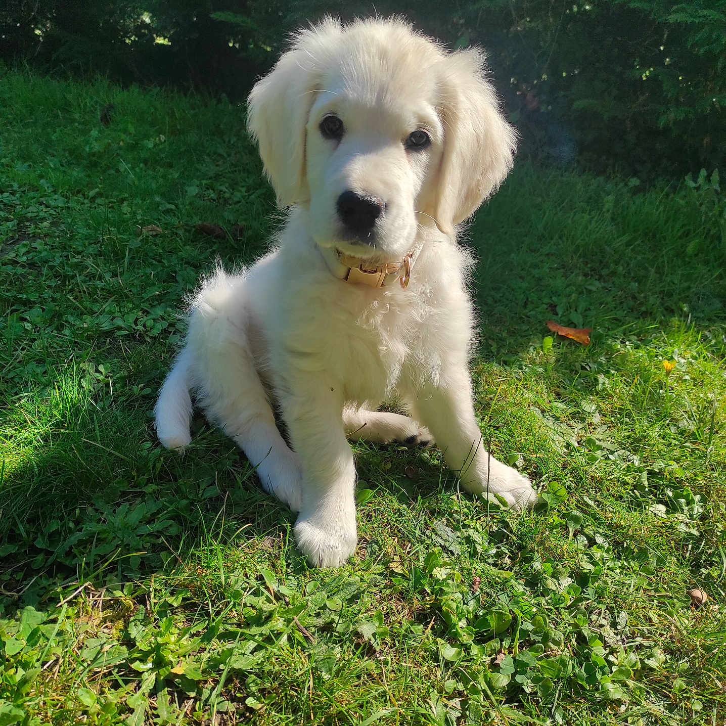 Vaya participe au concours pour gagner de l'argent avec cette photo : animal, canine, dog, eskimodog, field, goldenretriever, grass, grassland, green, herbal, herbs, lawn, nature, outdoors, pet, plant, puppy, terrier, vegetation, whitedog