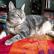 Minette participe au concours pour gagner de l'argent avec cette photo : animal, architecture, blanket, book, bookcase, building, cat, couch, furniture, homedecor, indoors, library, linen, livingroom, manx, person, pet, publication, shelf, wood