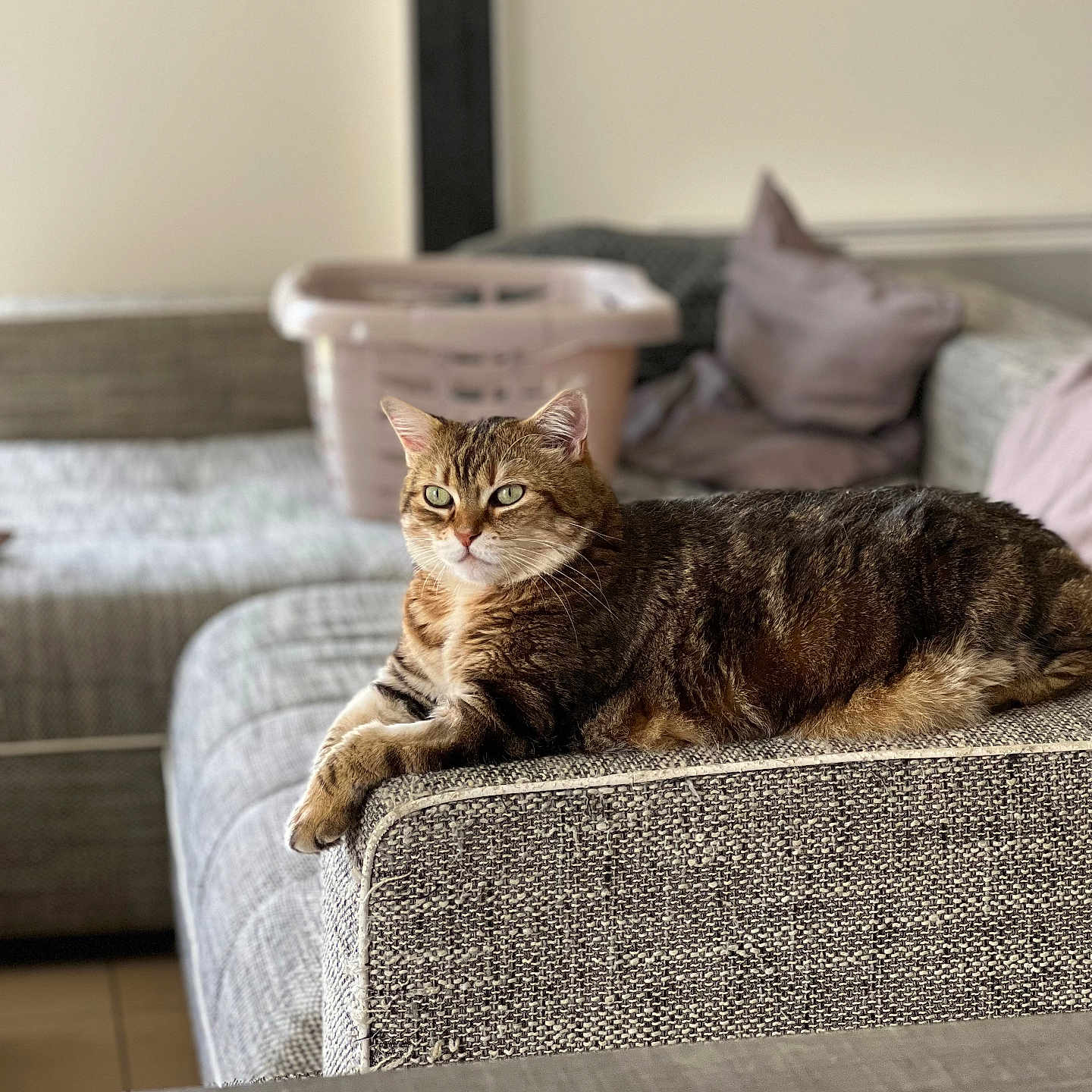 Pearl a rejoint le concours — aidez-le/la à gagner de superbes lots ! abyssinian, animal, architecture, armchair, building, cat, chair, couch, cushion, furniture, homedecor, indoors, interiordesign, kitten, livingroom, manx, person, pet, room, sleeping