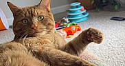 Georgie is registered to the contest to win money with this photo: cat, orange_tabby, pet, indoor, couch, carpet, plant, toys, paws, relaxed, curious, feline, whiskers, ears, green_eyes, home, cozy, stretching, furniture, domestic_animal