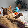 carpet, cat, couch, cozy, curious, domestic_animal, ears, feline, furniture, green_eyes, home, indoor, orange_tabby, paws, pet, plant, relaxed, stretching, toys, whiskers