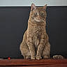 Georgie is registered to the contest to win money with this photo: cat, ginger_cat, pet, animal, feline, sitting, wooden_surface, carved_wood, indoor, portrait, fur, whiskers, ears, tail, quiet, still, focused, domestic_animal, closeup, calm