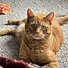 Georgie joined the competition — help win amazing prizes! cat, orange_tabby, carpet, flower, indoor, pet, animal, feline, relaxed, alert, whiskers, ears, fur, closeup, texture, domestic_cat, laying, green_eyes, nose, soft_light