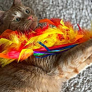 Georgie is registered to the contest to win money with this photo: cat, orange_tabby, feather_boa, colorful, carpet, pet, animal, fur, whiskers, playful, indoor, closeup, cute, curious, lying_down, domestic_cat, soft, vibrant_colors, feline, eye_contact