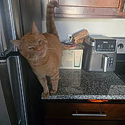 Georgie joined the competition — help win amazing prizes! cat, orange_tabby, kitchen, countertop, refrigerator, appliance, stainless_steel, cabinet, granite_counter, pet, domestic_animal, feline, tail, curious, indoor, household, standing, orange_cat, small_pet, blurry