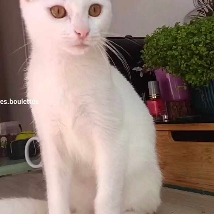 Athem participe au concours pour gagner de l'argent avec cette photo : abyssinian, angora, animal, cat, kitten, manx, pet, plant, pottedplant, siamese